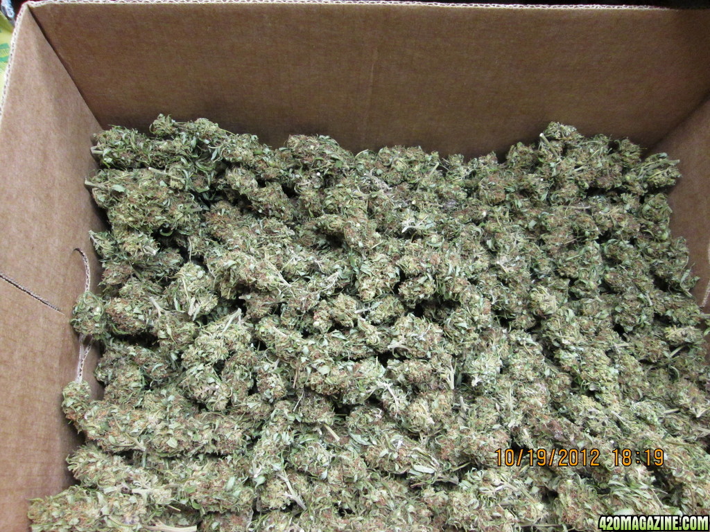 Big Box 'o Buds