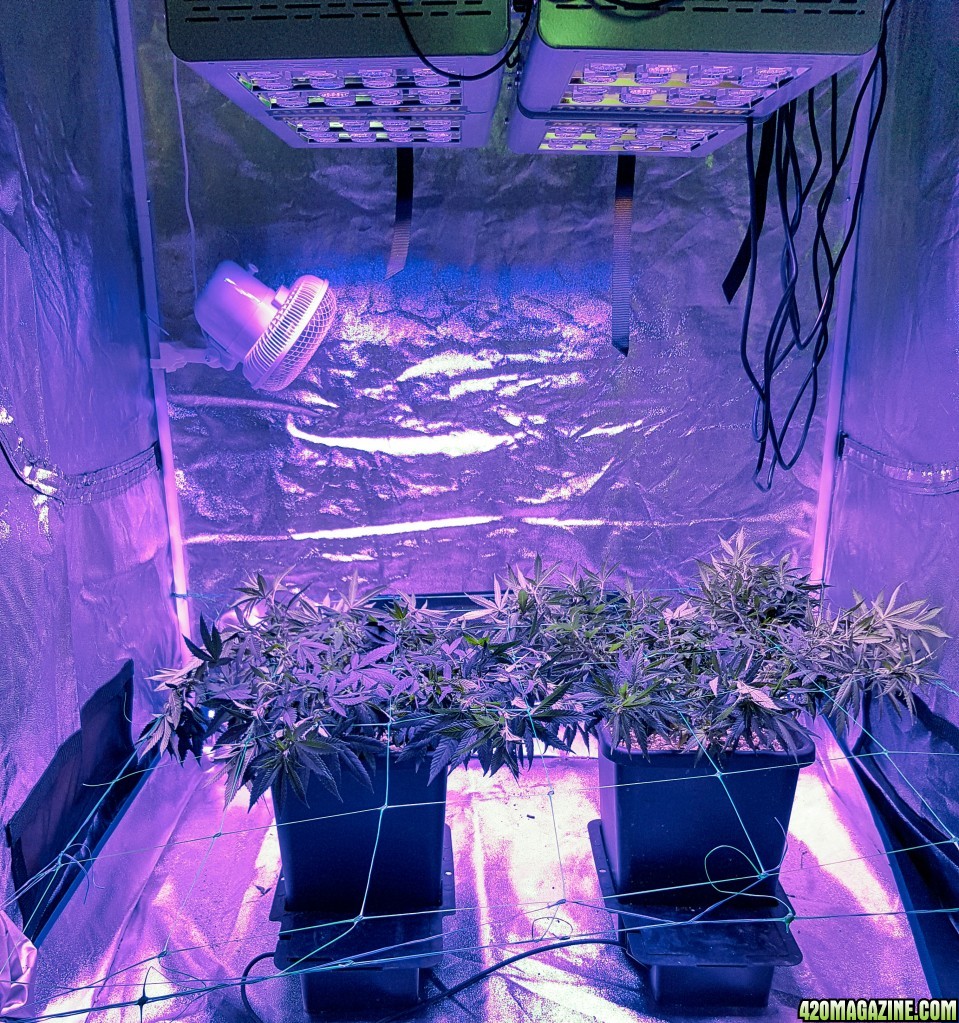 Big-bud &amp; Pure Power Plant - Day 1