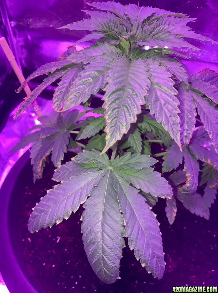 Big Bud Auto First Grow Update 1