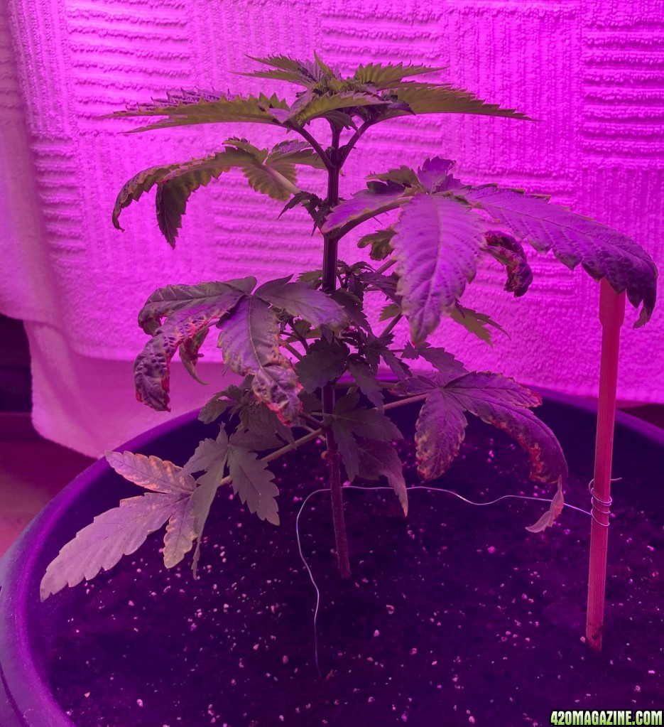 Big Bud Auto First Grow