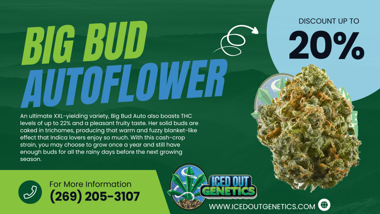 Big Bud Autoflower.png