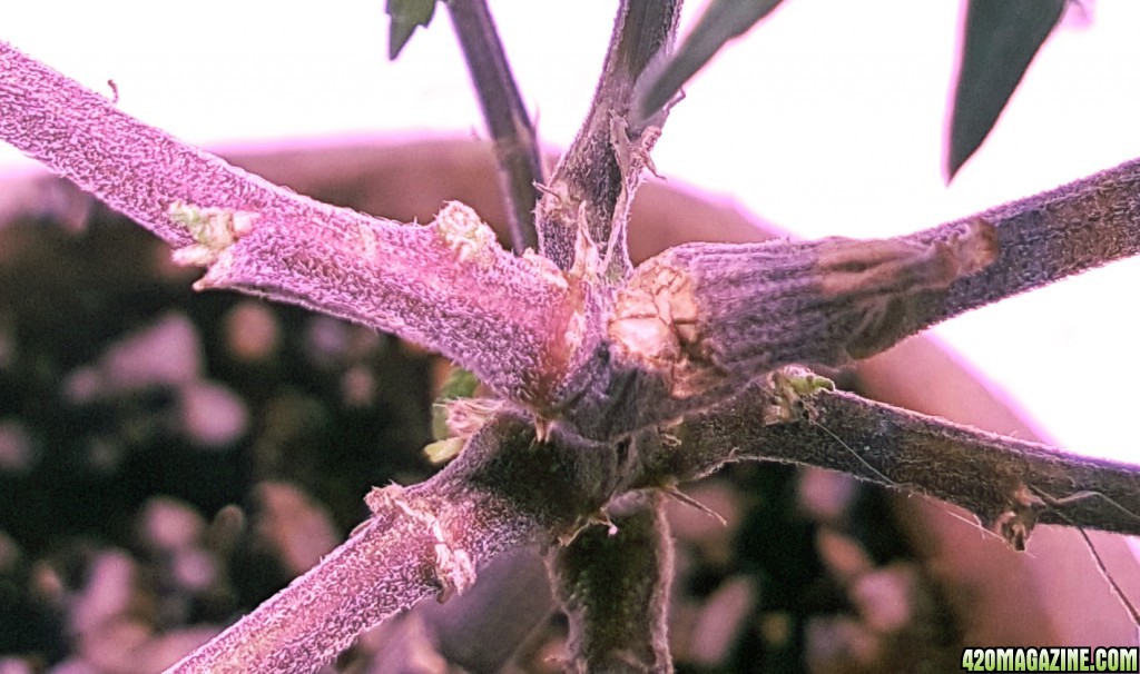 Big-Bud - Purple pheno close-up