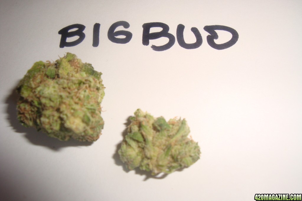 Big Bud