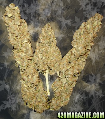 big-bud1