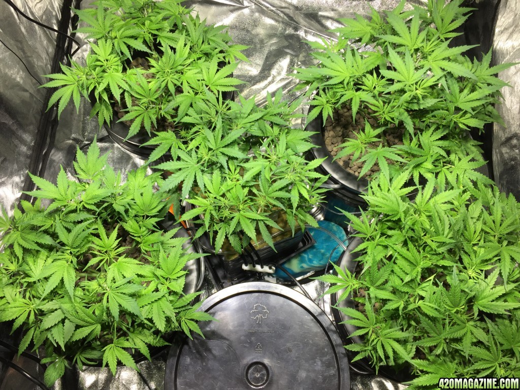 Big Buddha - Blue Cheese - 1st Grow - 1st Journal Post