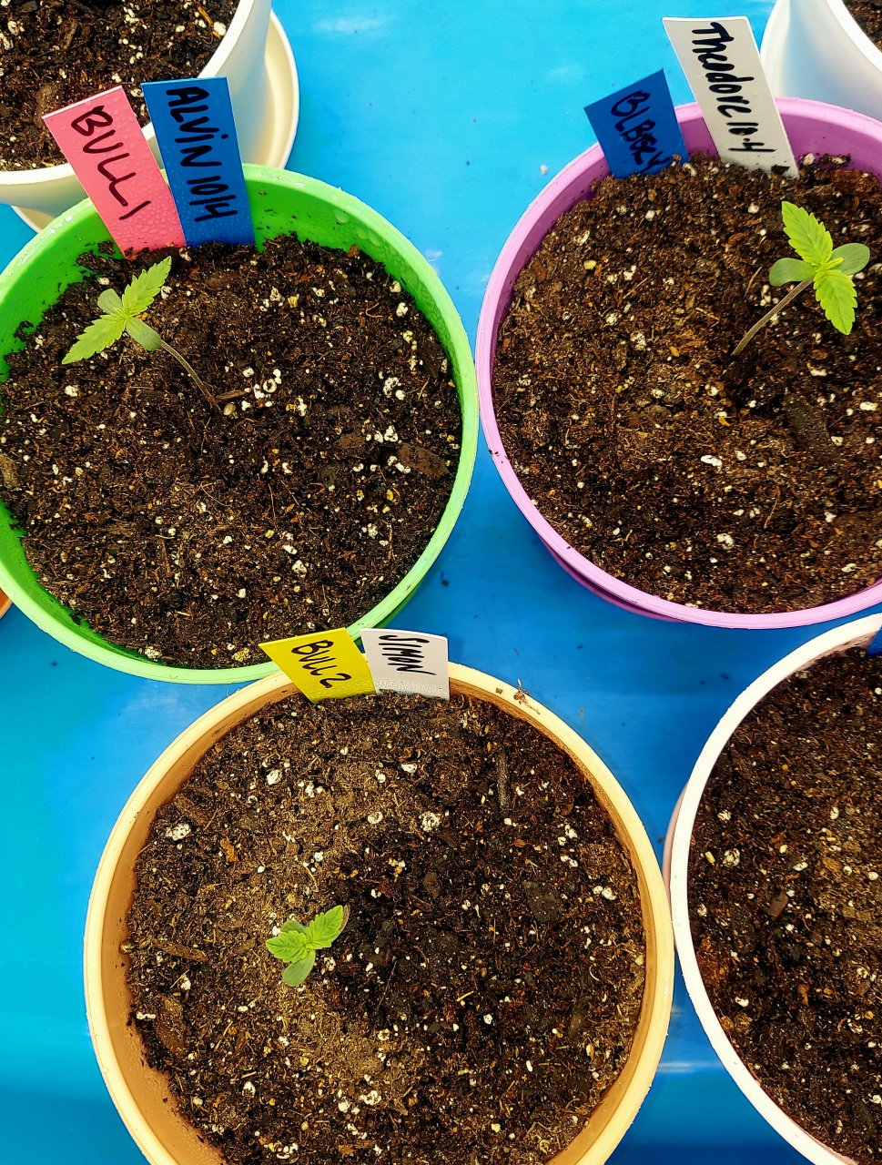 Big Bull and Blueberry Seedlings.jpg