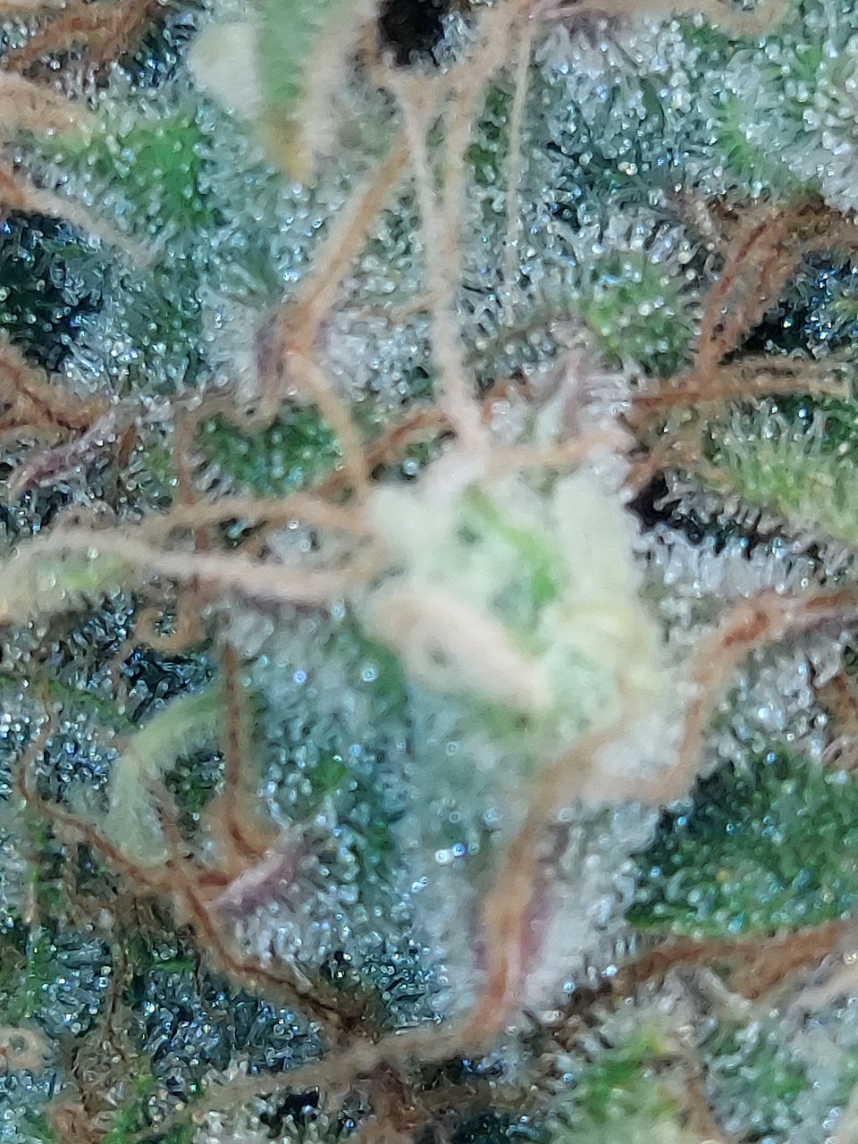 Big Bull-Black Domina-Early Pearl-Skunk-Non-Scope Trichomes