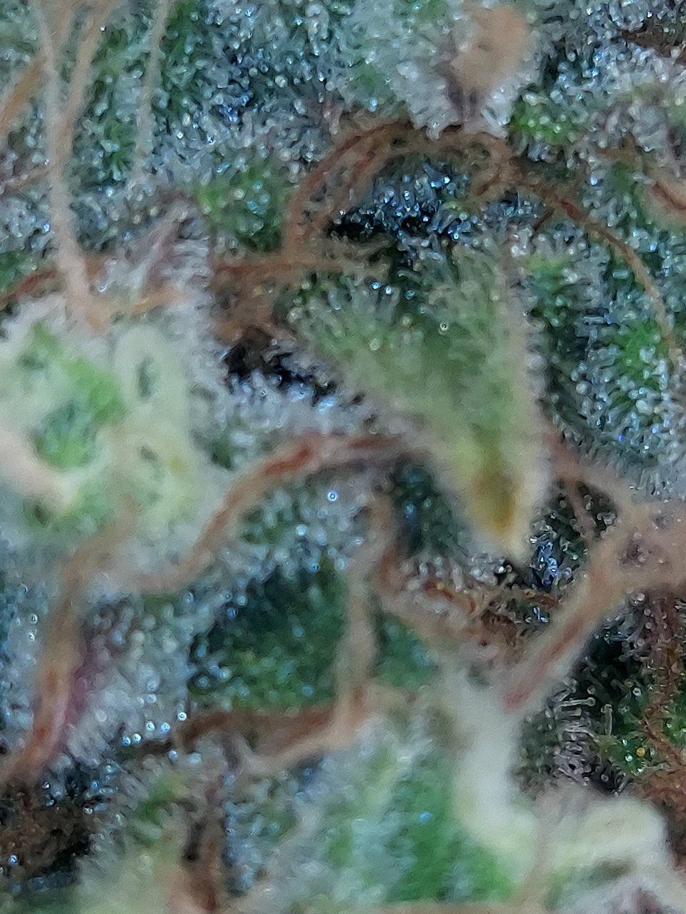 Big Bull-Black Domina-Early Pearl-Skunk-Non-Scope Trichomes