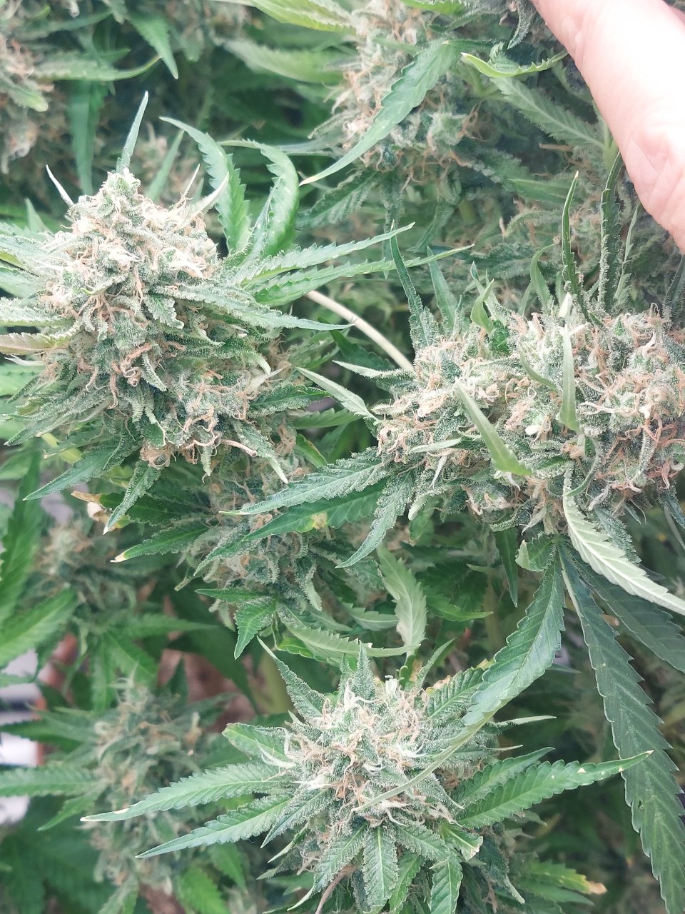 Big Bull-Black Domina-Early Pearl-Skunk