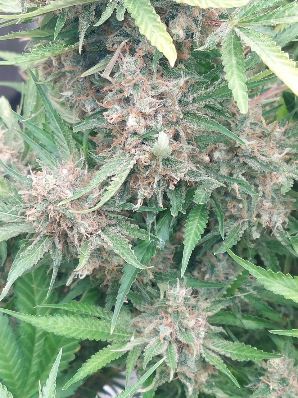 Big Bull-Black Domina-Early Pearl-Skunk