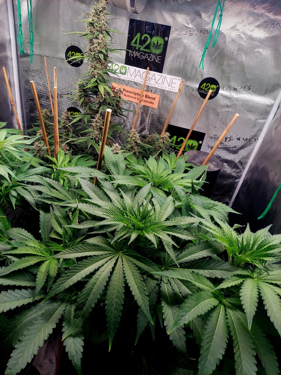 Big Bull-Blueberry Autoflower Grow Journal