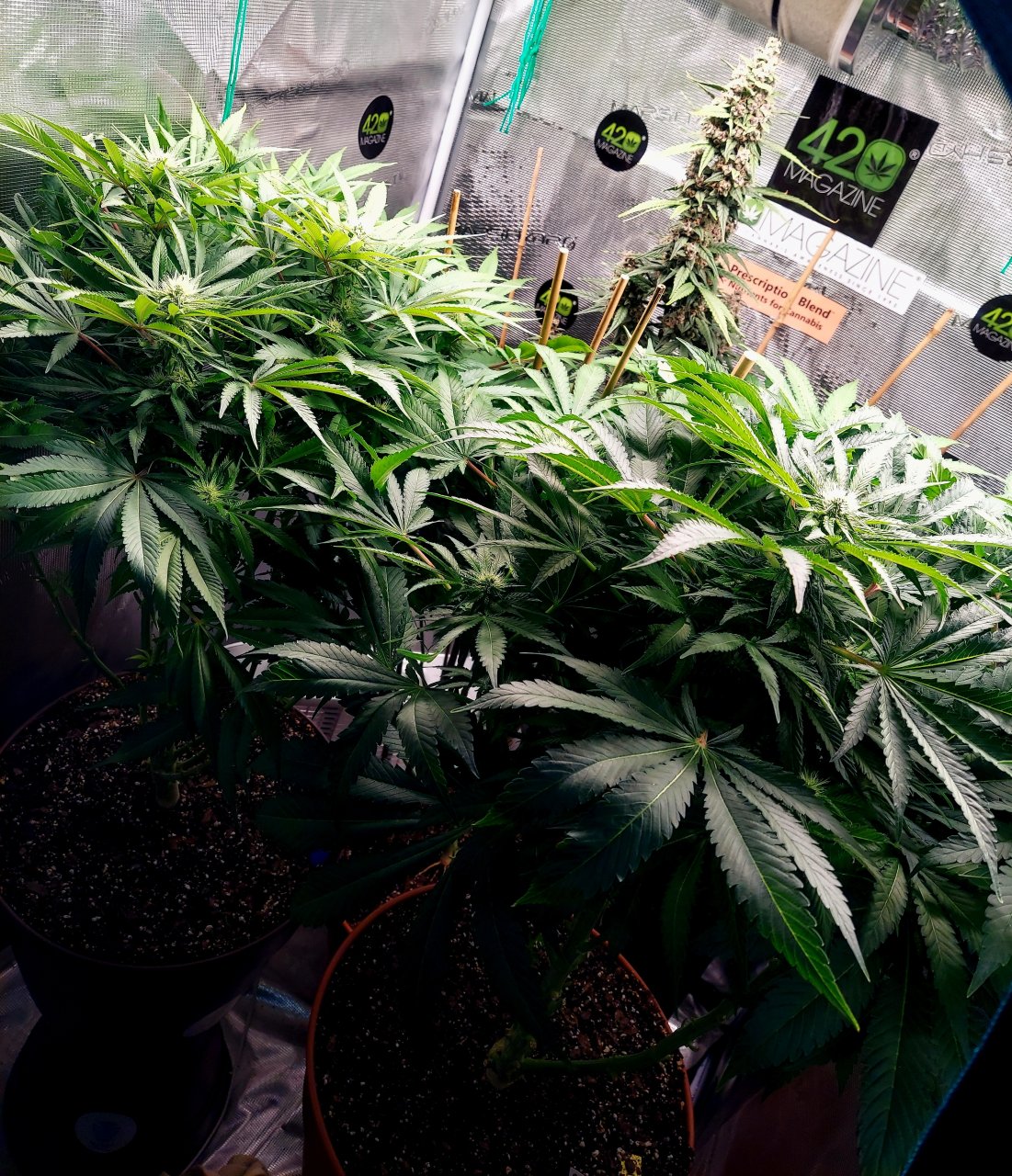 Big Bull-Blueberry Autoflower Grow Journal