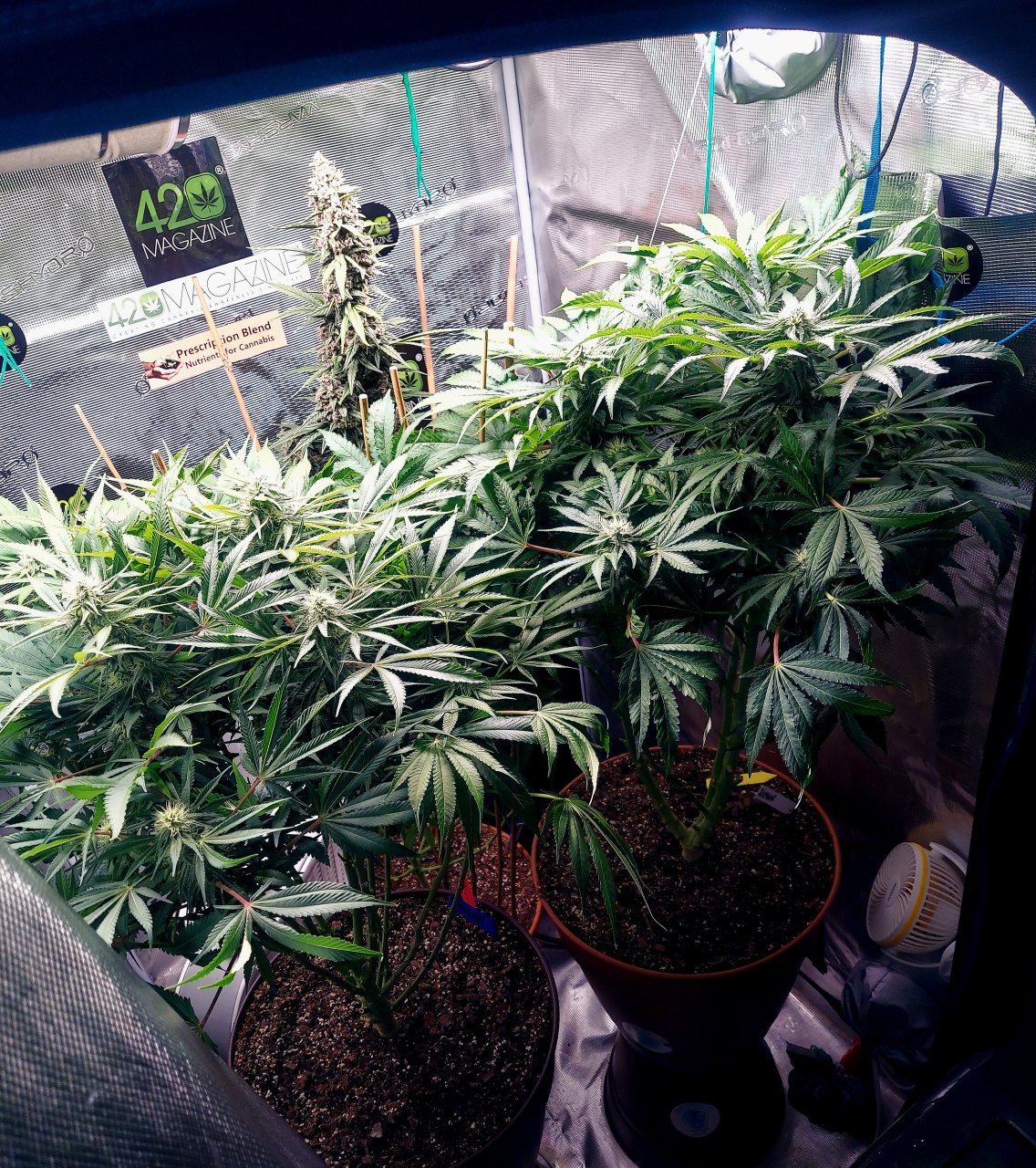 Big Bull-Blueberry Autoflower Grow Journal