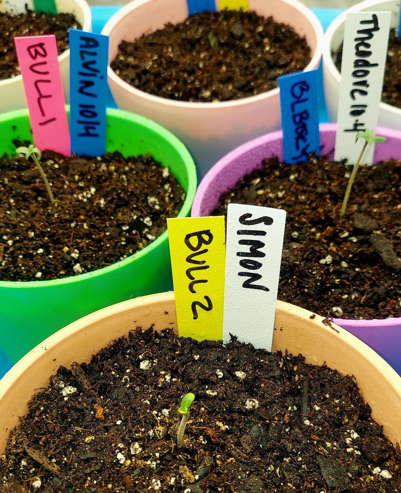 Big Bull-Blueberry-Seedlings.jpg