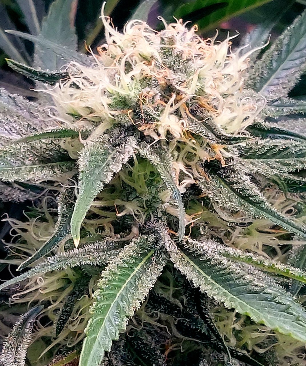 Big Bull-Grow Journal