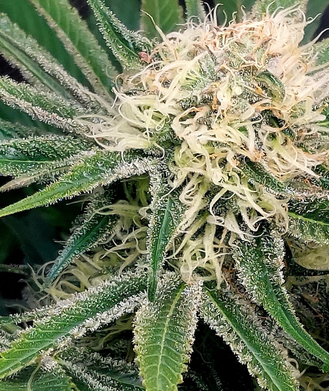 Big Bull-Grow Journal