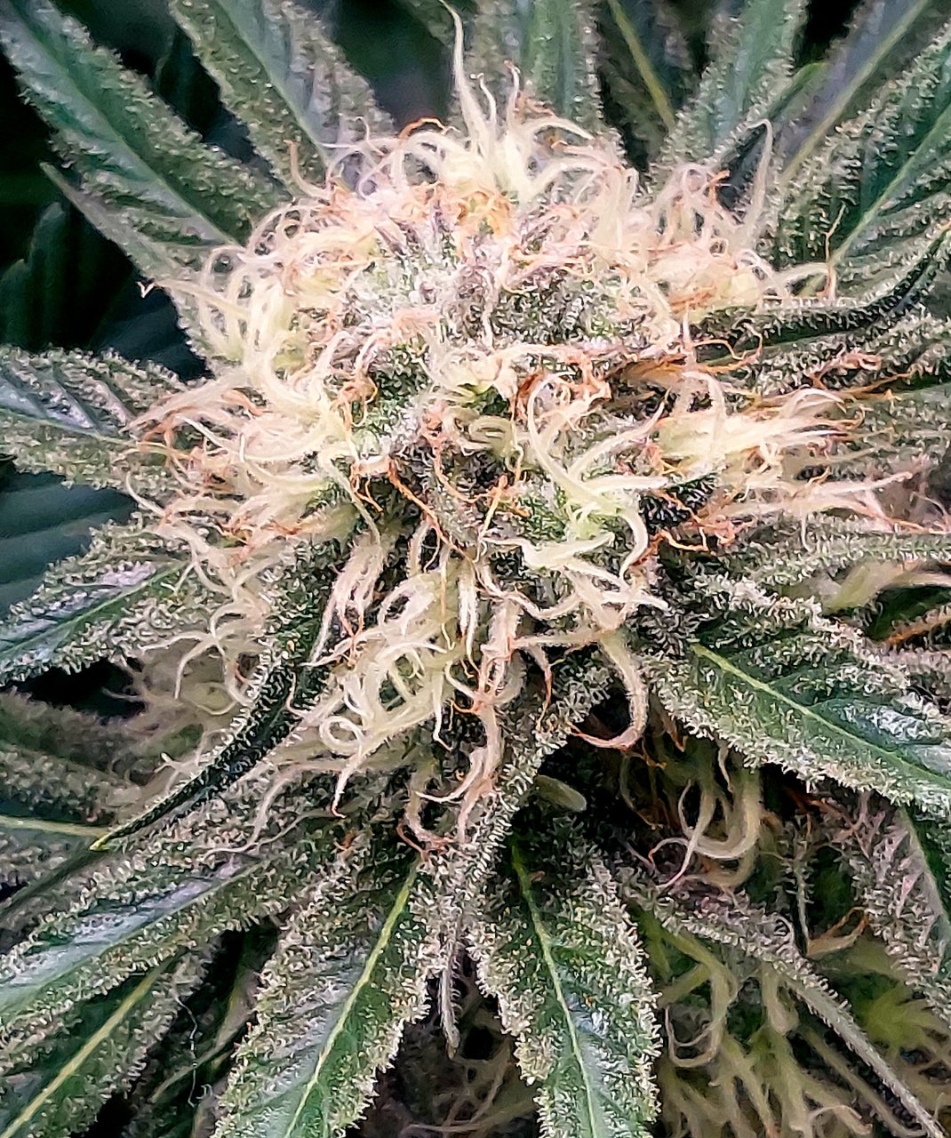 Big Bull-Grow Journal