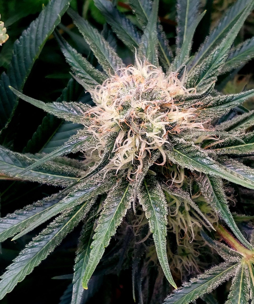 Big Bull-Grow Journal