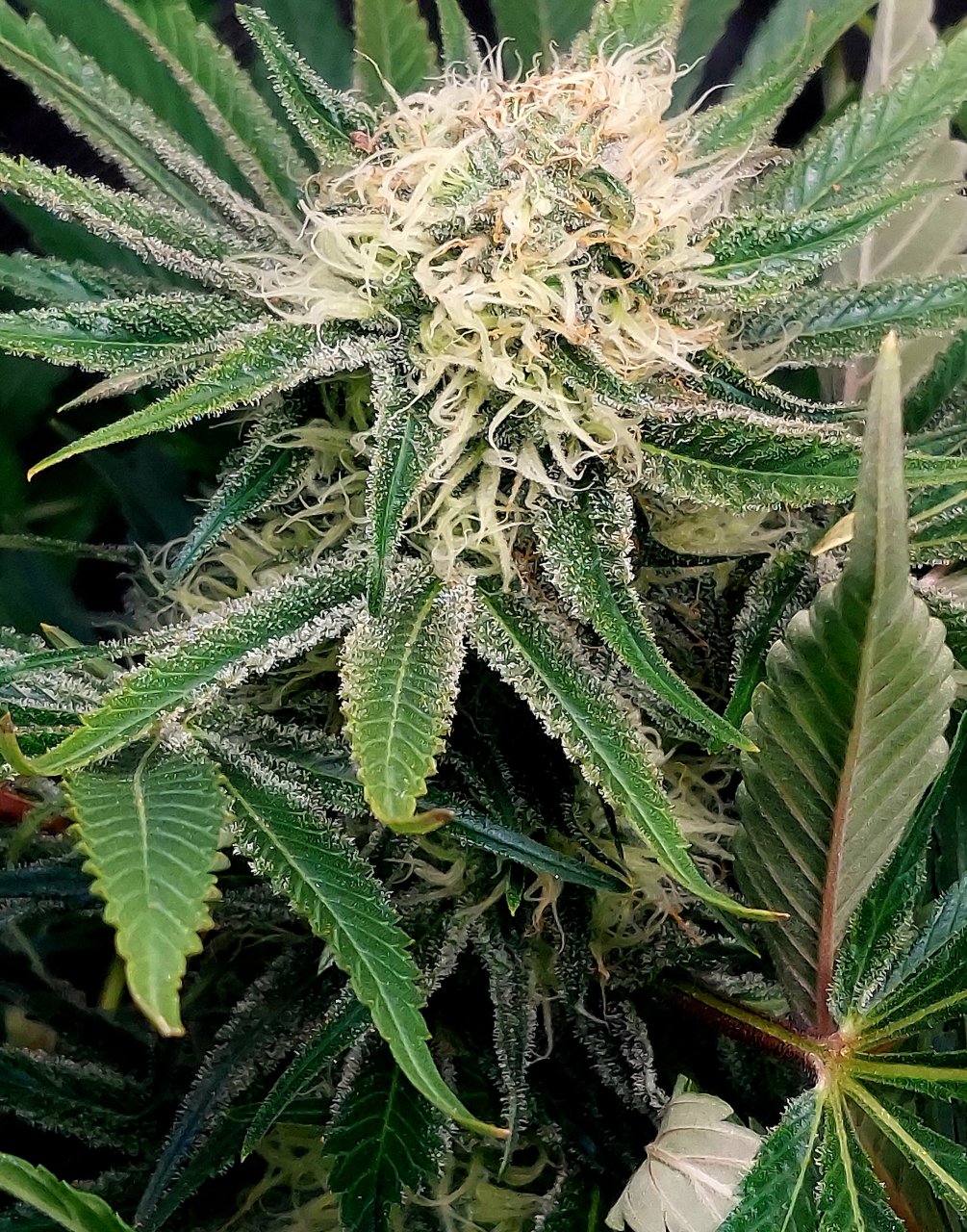 Big Bull-Grow Journal