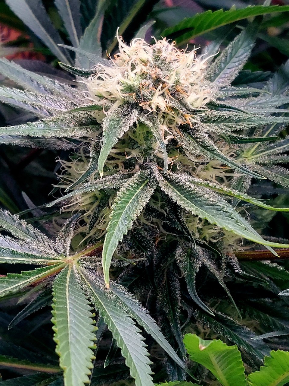 Big Bull-Grow Journal