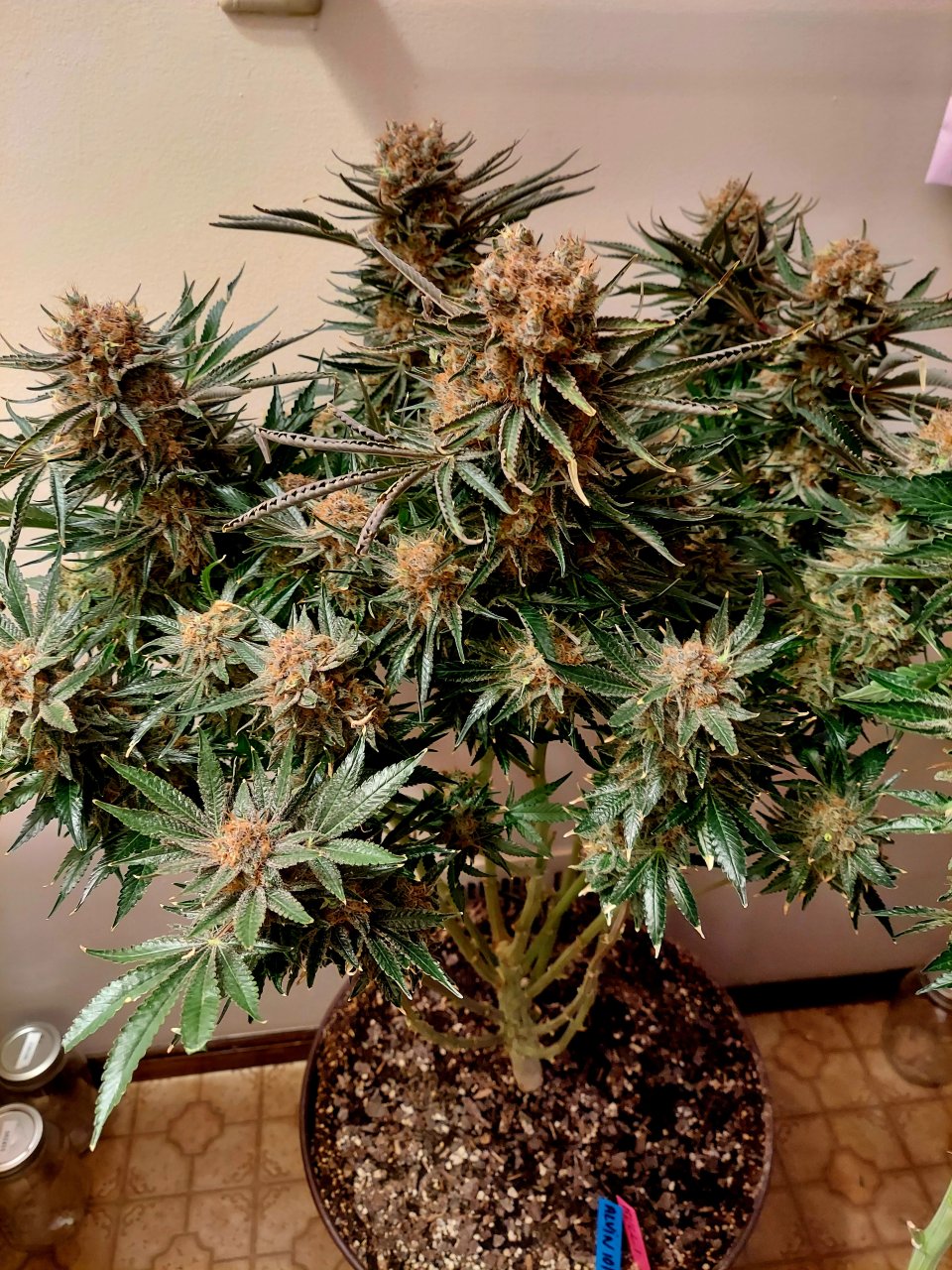 Big Bull-Grow Journal