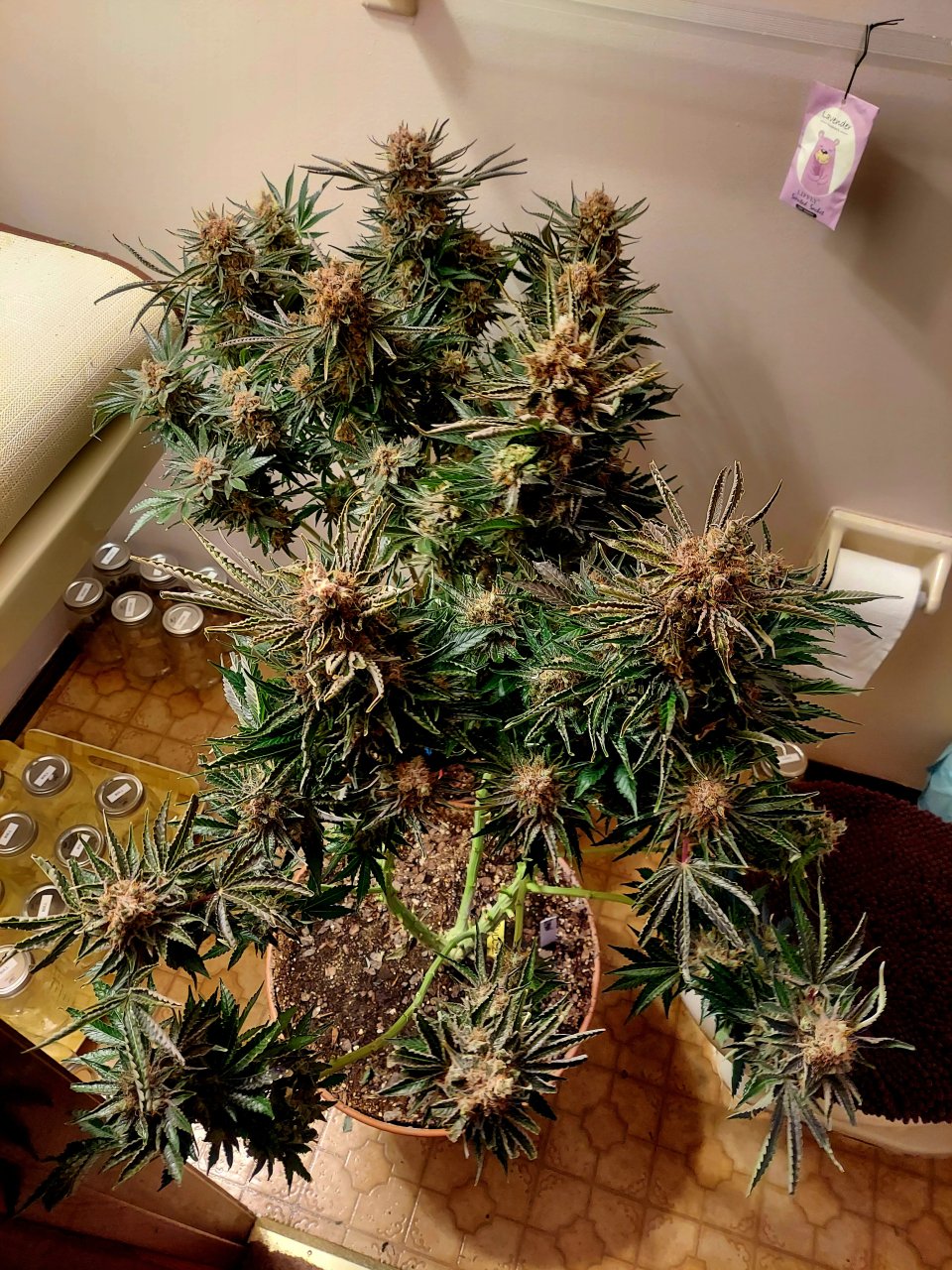 Big Bull-Grow Journal