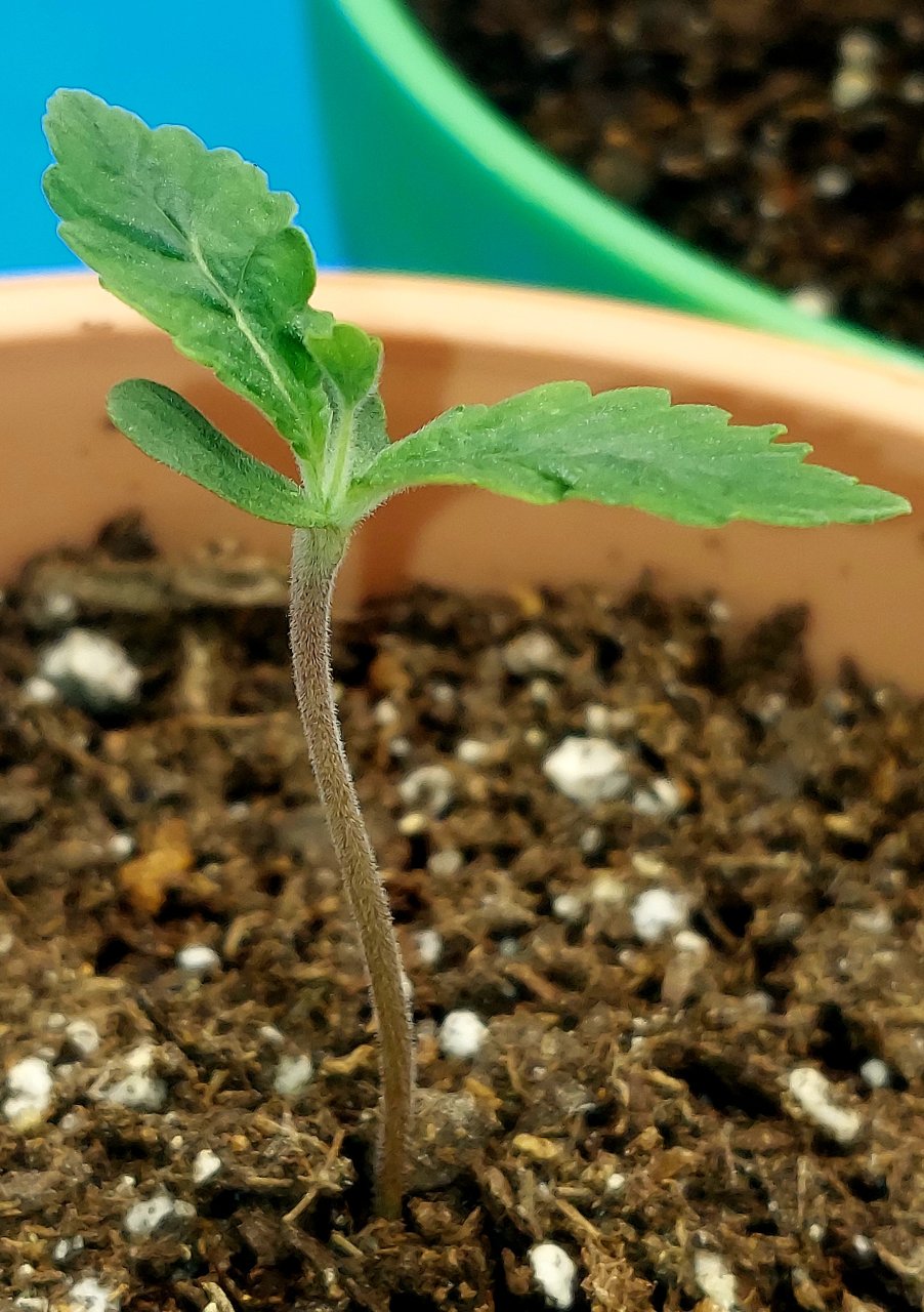 Big Bull Seedling