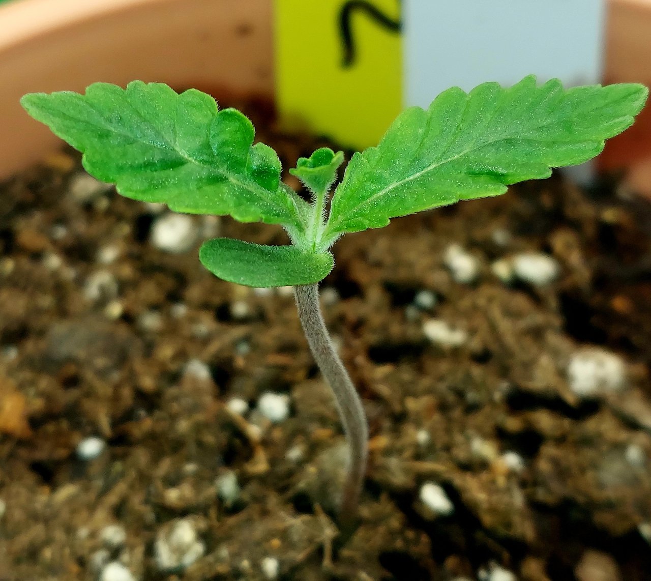 Big Bull Seedling