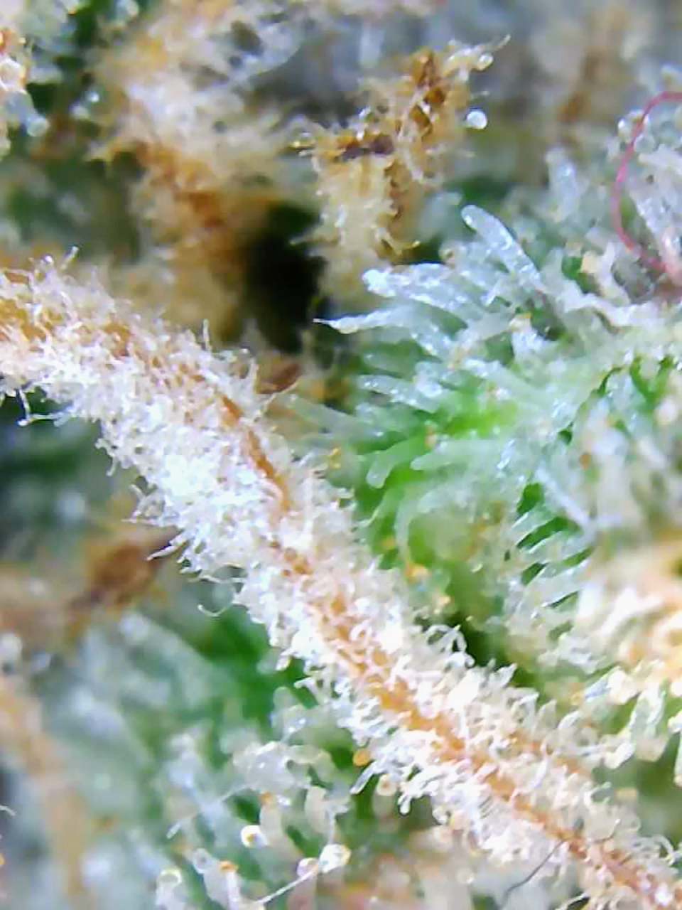 Big Bull Trichomes