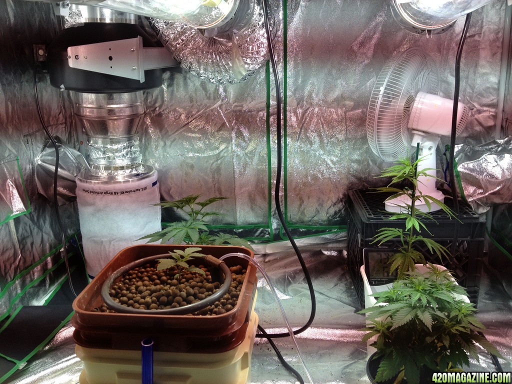 Big grow tent set up 6/2/13