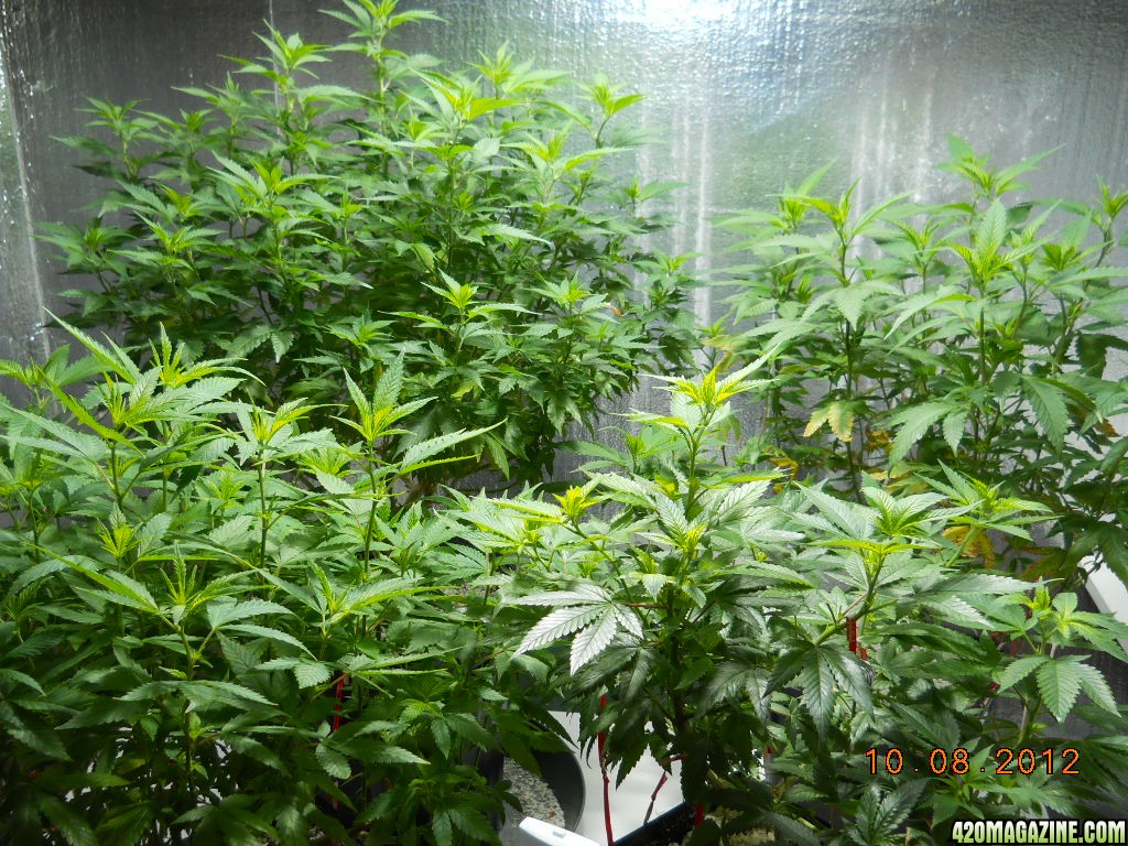 Big Room - 2 days flowering