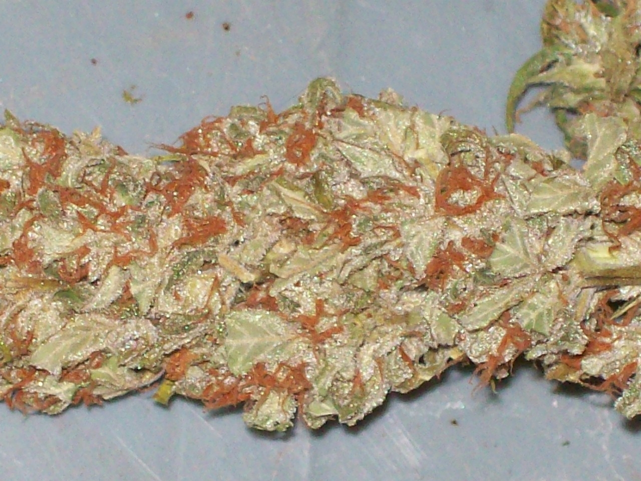 BIG SU HOLY WEED CUT 044.JPG