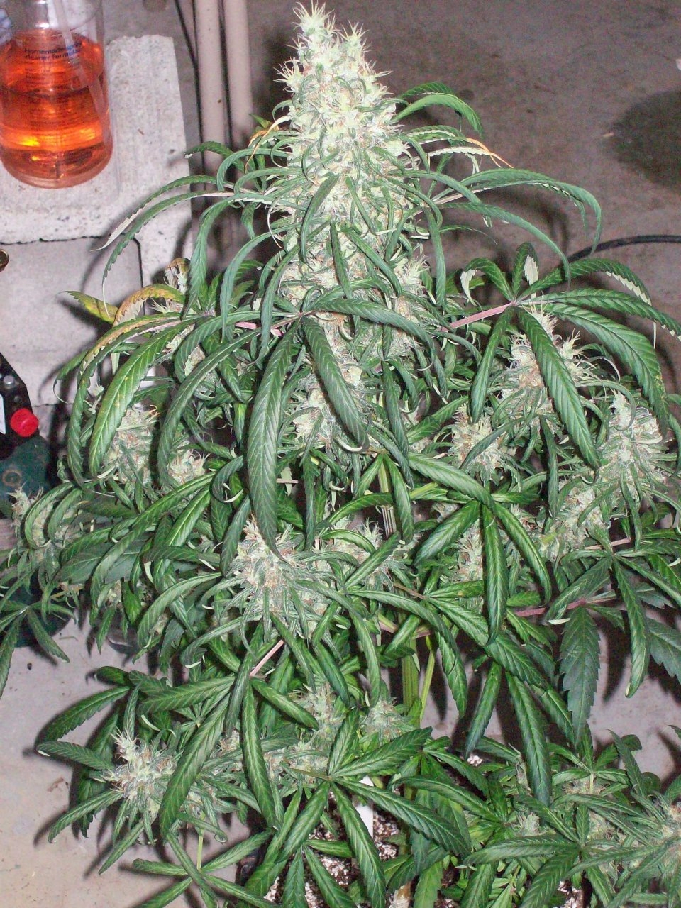 BIG SUR HOLY WEED 022.JPG