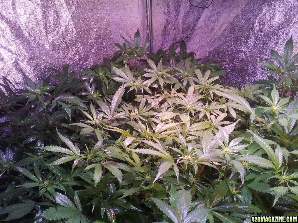 Big tent - 2 weeks flowering Exodus Cheese