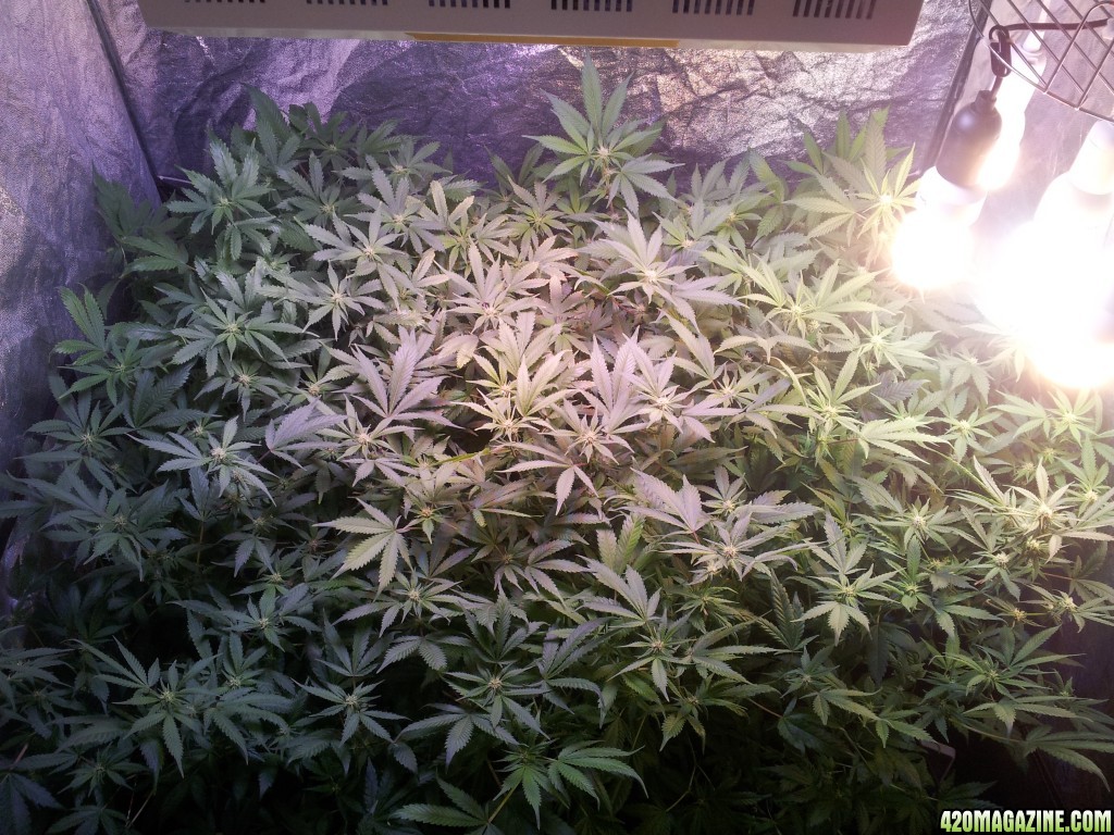 Big tent - 2 weeks flowering Exodus Cheese