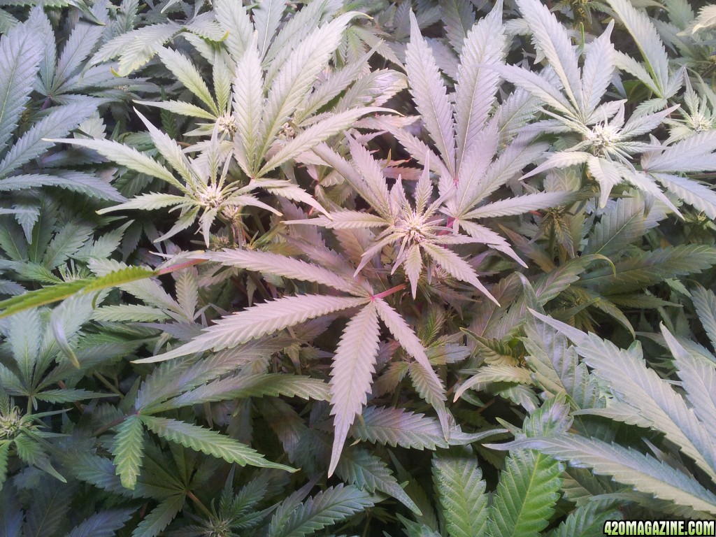 Big tent - 2 weeks flowering Exodus Cheese