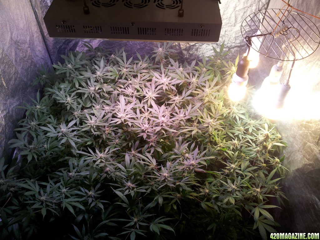 Big tent 4th week flowering Exodus Cheese