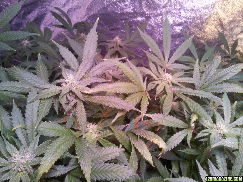 Big tent 4th week flowering Exodus Cheese