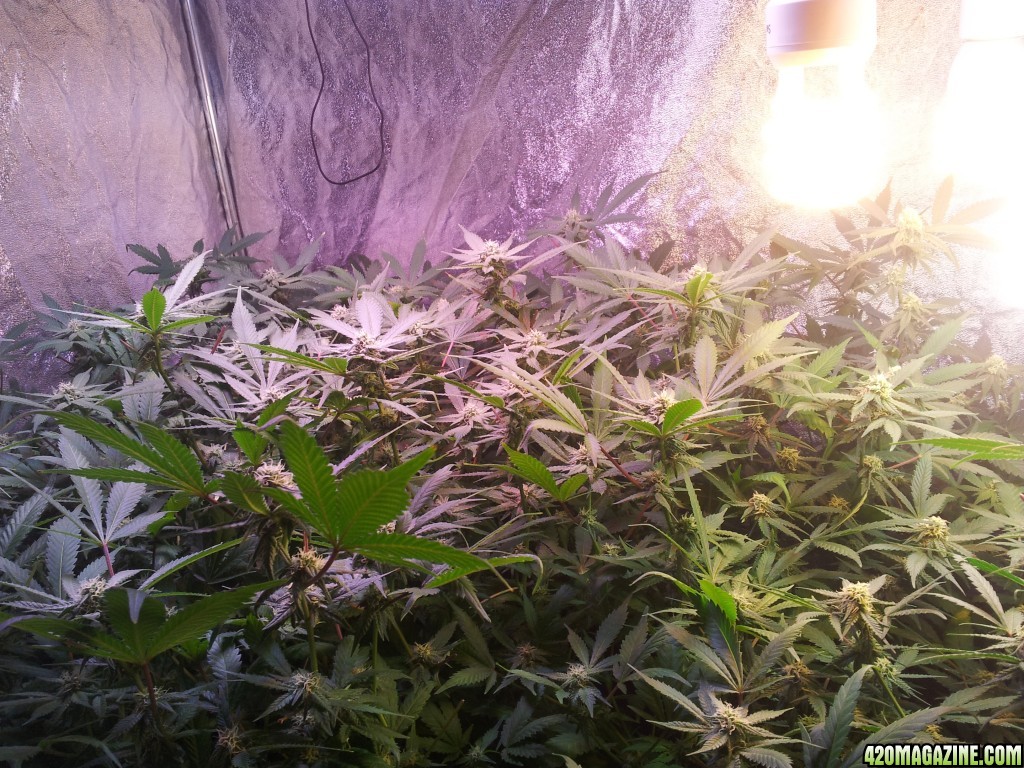 Big tent - my own lil forrest :)