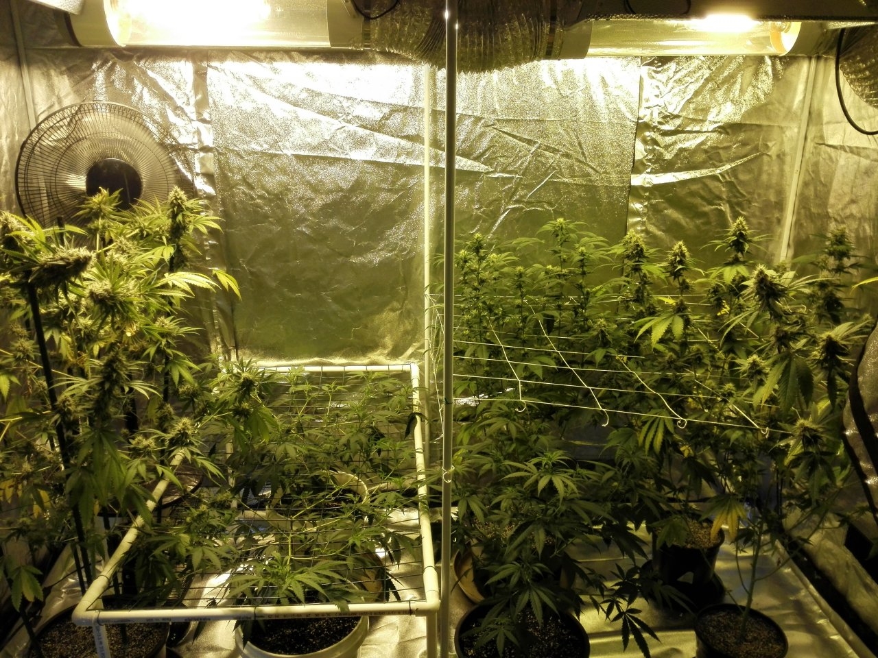 Big tent with (left to right) Gorilla Zkittlez, big plant and 2 plant scrog, White Widow, Liberty Haze behind her, and 2 plant scrog of  Purple Punch
