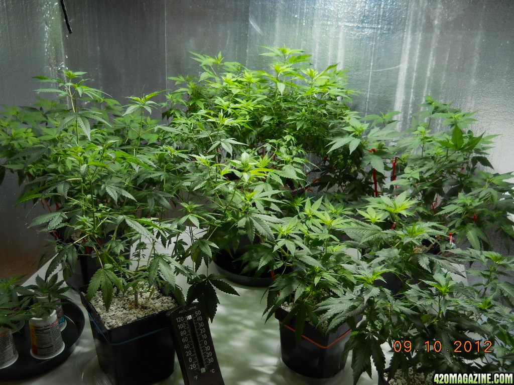 big veg room w/400w MH