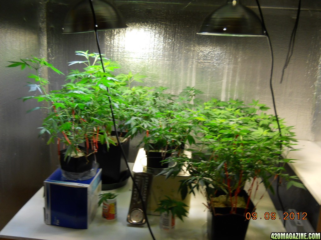 big veg room w/cfl's