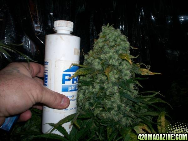 big_bud