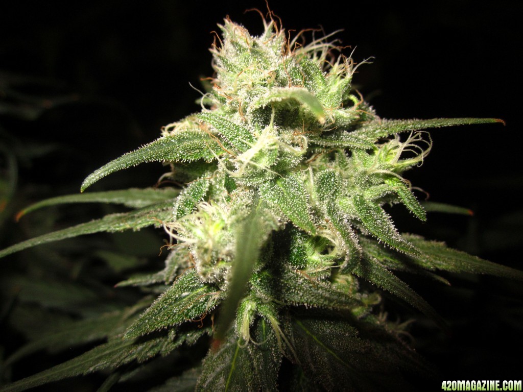 big_colas_fat_buds_003