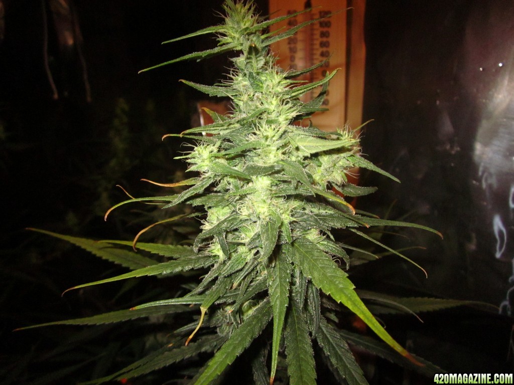 big_colas_fat_buds_004