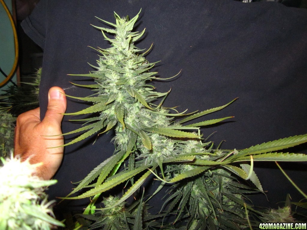 big_colas_fat_buds_005