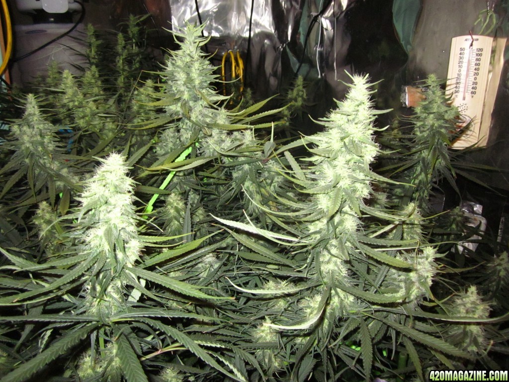 big_colas_fat_buds_007