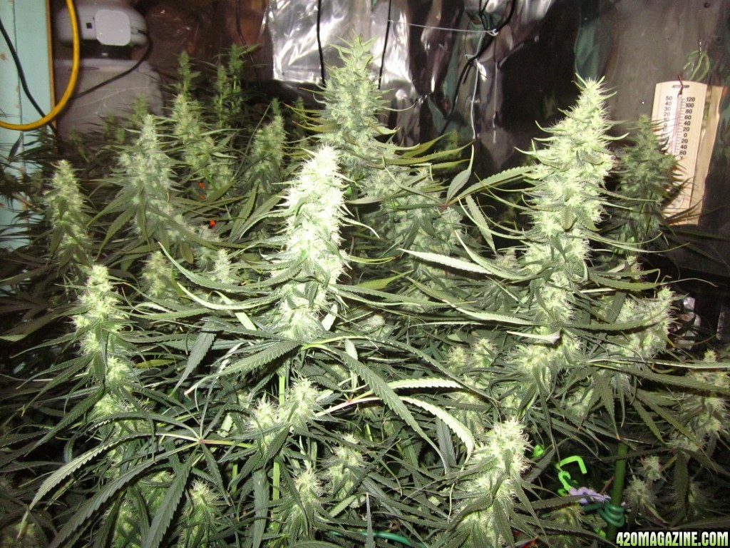 big_colas_fat_buds_008