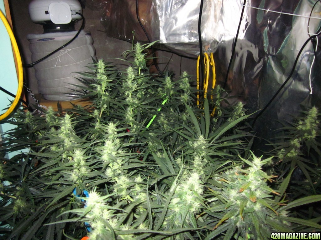 big_colas_fat_buds_009