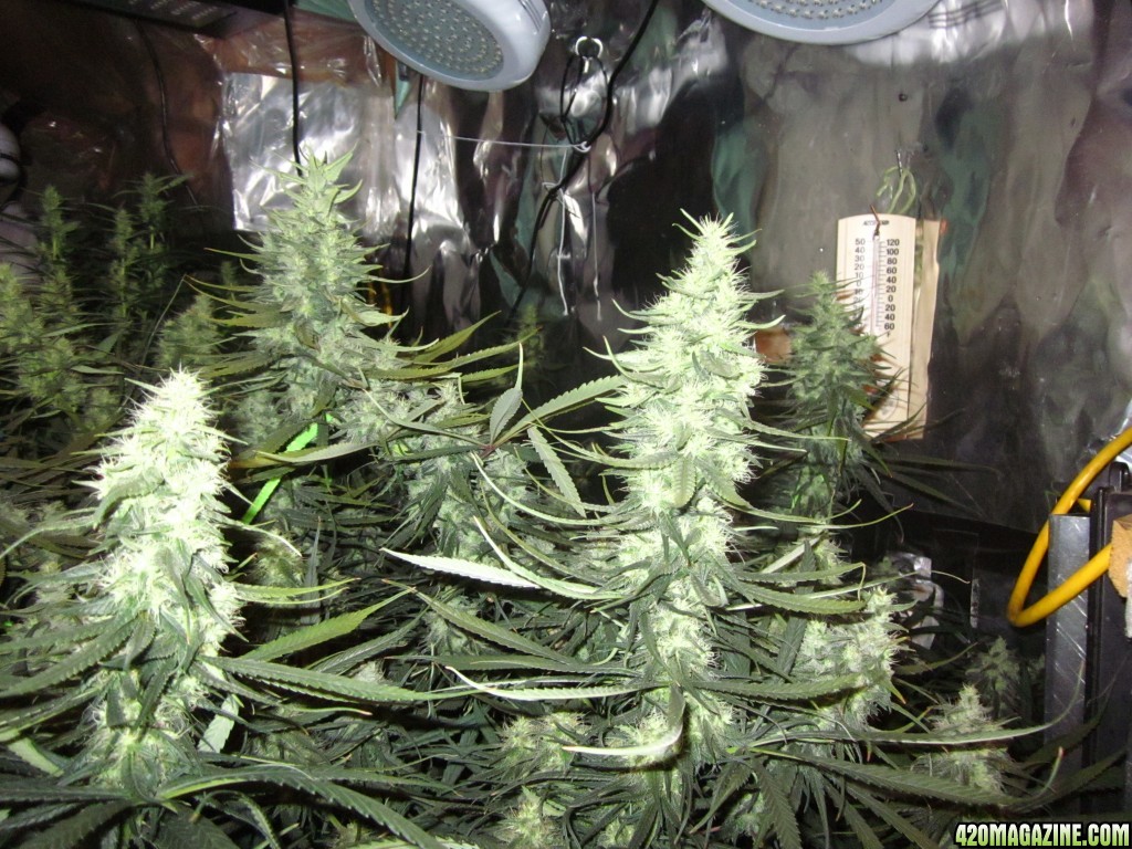 big_colas_fat_buds_011